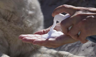 Hva er tørrsjampo, og hvordan brukes den til hund og katt?